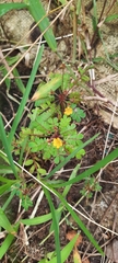 Biophytum sensitivum