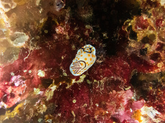 Goniobranchus annulatus image