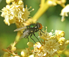 Amenia chrysame