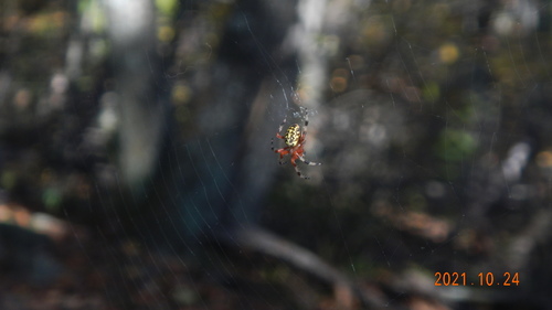 Marbled orbweaver