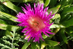 Carpobrotus glaucescens