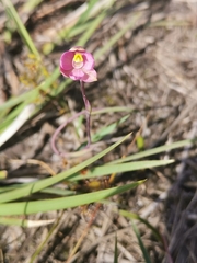 Thelymitra carnea