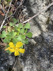 Oxalis macrantha
