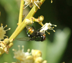 Amenia chrysame