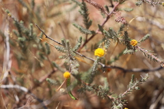 Acacia adoxa adoxa