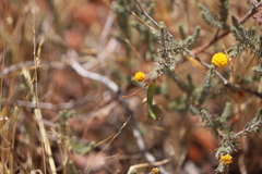 Acacia adoxa adoxa