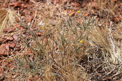 Acacia adoxa adoxa