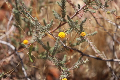 Acacia adoxa adoxa