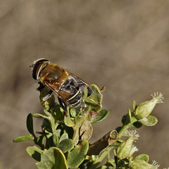 Palpada mexicana