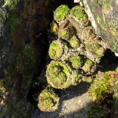 Pyura praeputialis