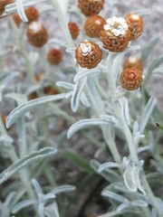 Helichrysum cochleariforme