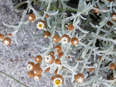 Helichrysum cochleariforme