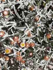 Helichrysum cochleariforme