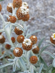Helichrysum cochleariforme