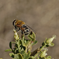 Palpada mexicana