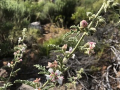 Anisodontea bryoniifolia