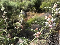 Anisodontea bryoniifolia