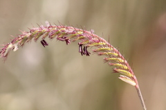 Eremochloa ciliaris