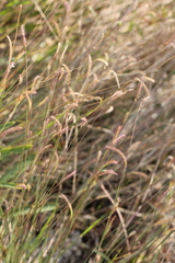 Eremochloa ciliaris