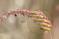 Eremochloa ciliaris