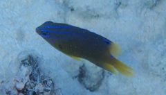 Pomacentrus grammorhynchus