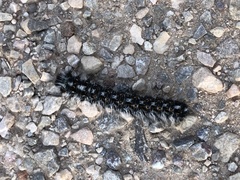 Gloveria arizonensis