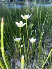 Parnassia parviflora