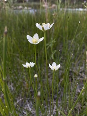Parnassia parviflora