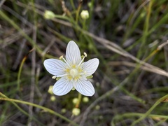 Parnassia parviflora
