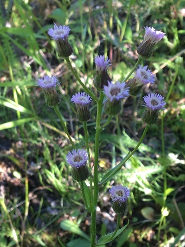 Erigeron acer iNat (1)