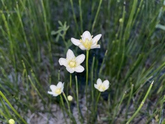 Parnassia parviflora