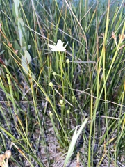 Parnassia parviflora