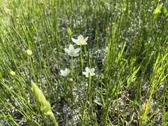 Parnassia parviflora