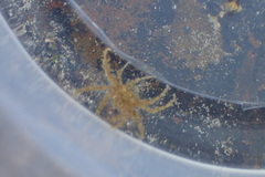 Halicarcinus