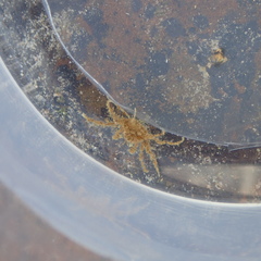 Halicarcinus