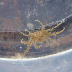 Halicarcinus