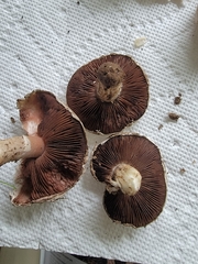 Agaricus incultorum