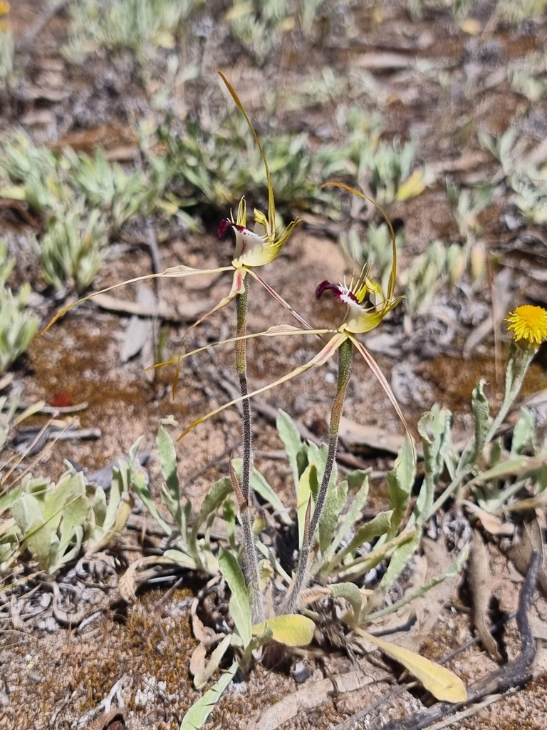 Caladenia tensa