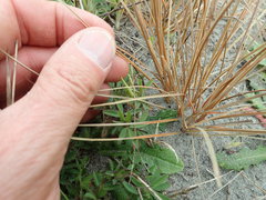 Carex testacea