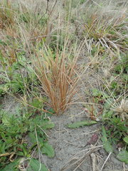 Carex testacea