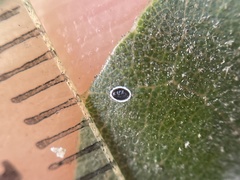 Tetraleurodes perileuca