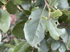 Tetraleurodes perileuca