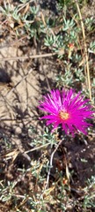 Lampranthus stenopetalus