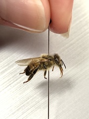 Apis mellifera