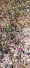 Lampranthus stenopetalus