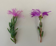 Lampranthus coralliflorus