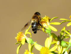 Eristalis himalayensis