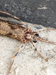 Stenopsychidae