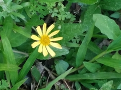 Sphagneticola brachycarpa