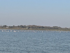 Phoenicopterus chilensis